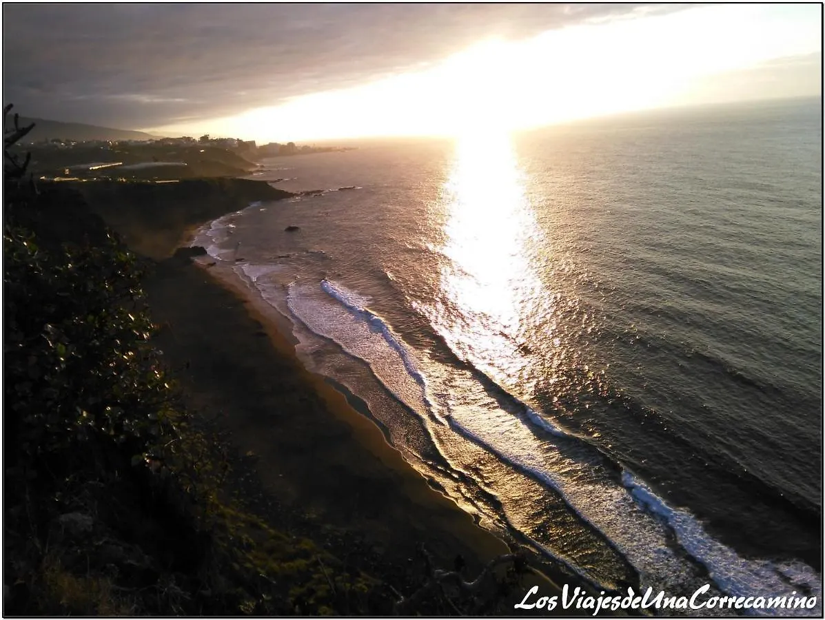 Dragos Del Mar , Espacio Natural La Orotava Spain